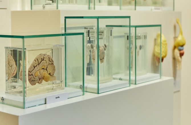 Dauerausstellung «Wie wir lernen». Wie wir lernen
Wir lernen unser Leben lang: absichtlich oder zufällig, aus Interesse oder aus Fehlern und durch Übung. Wie aber funktioniert dieses Lernen genau? Welche Hilfsmittel und Strategien helfen uns? Was passiert in unserem Gehirn?